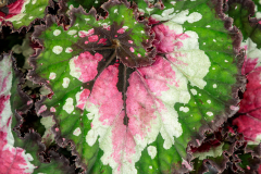 BEGONIA-SHADOW-KING-LIME-RICKY-7-1