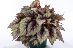 BEGONIA-SHADOW-KING-ROSE-FROST-3400