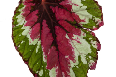 BEGONIA-SHADOW-KING-STRAWBERRY-SHERBET-