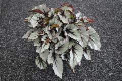 BEGONIA-SHADOW-KING-WINTERGREEN-06-11-1