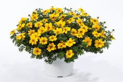 BIDENS-DOUBLOON-0009-1