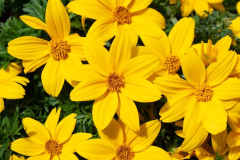 BIDENS-DOUBLOON-Giant-Gold-