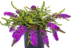 BUDDLEJA-LEAH-BLUE-047-1-1