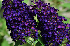 BUDDLEJA-LEAH-MIDNIGHT-3-1