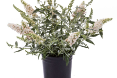 BUDDLEJA-LEAH-WHITE-043-1-1