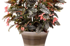 Begonia-Citizen-Cane-Pink-BCCPI01-7-Edit-1