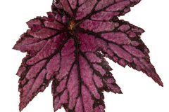 Begonia-bewitched-pink-058