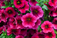 CALIBRACHOA-CIELO-Raspberry-Delicious