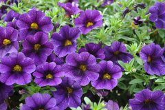 CALIBRACHOA-CRUZE-CONTROL-DARK-BLUE