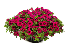 CALIBRACHOA-CRUZE-CONTROL-GIANT-ROSE-068-1