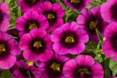 CALIBRACHOA-CRUZE-CONTROL-GRAPE-DELICIOUS-14-60-019-2