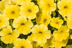 CALIBRACHOA-CRUZE-CONTROL-LEMON-14-939-024