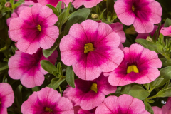 CALIBRACHOA-CRUZE-CONTROL-PINK-DELICIOUS-1504-044-1