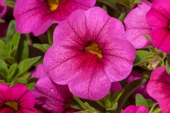 CALIBRACHOA-CRUZE-CONTROL-ROSE-49-2