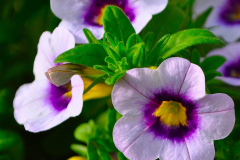 CALIBRACHOA-CRUZE-CONTROL-Stardust-Blue-9