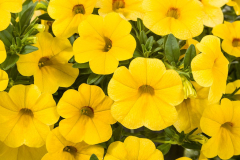 CALIBRACHOA-CRUZE-CONTROL-YELLOW-14-1541-022