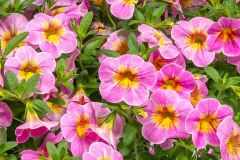 CALIBRACHOA-Cielo-Pink-Morn-1