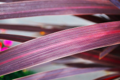 CORDYLINE-PANIC-BURGUNDY-2-2208-10-1