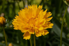 COREOPSIS-REINA-1