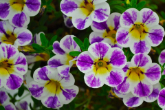 Calibrachoa-Cielo-Blue-Splash