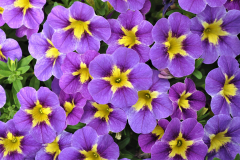 Calibrachoa-Cruze-Contral-BLUE-STAR-0068