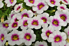 Calibrachoa-Cruze-Control-APPLE-DELICIOUS-0032