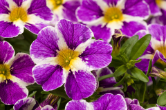 Calibrachoa-cruze-control-blue-splash-022-1
