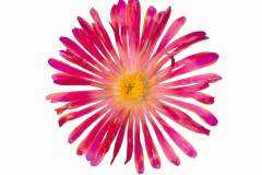 DELOSPERMA-DELMARA-SCARLET-XL-02