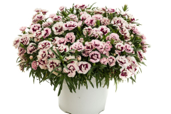 Dianthus-CB-Crush-Wine-