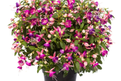 FUCHSIA-WINDCHIMES-UPRIGHT-PINK-LILAC-009-2