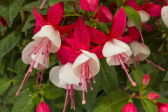 FUCHSIA-WINDCHIMES-UPRIGHT-RED-WHITE-084-Copy-1