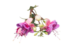 FUCHSIAWINDCHIMES02-wb-Dbl-Rose-Violet