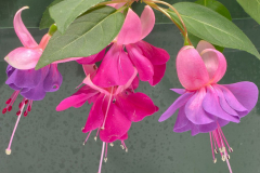 Fuchsia-WB-Double-Rose-Violet