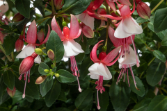 Fuchsia-wb-Neon-White-2-1