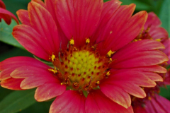 GAILLARDIA-LUNAR-BLOOD-MOON-7