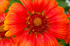 GAILLARDIA-LUNAR-ORANGE-MOON-1
