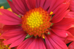 GAILLARDIA-LUNAR-RED-MOON
