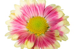 GAILLARDIA-Lunar-Peach-Floyd-6