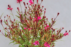 GAURA-BANTAM-IRIS-MAR-2020-REV-1