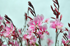 GAURA-BANTAM-PINK-27-1