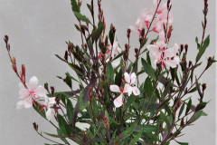 GAURA-BANTAM-WHITE-MAR-2020-REV