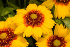 Gaillardia-Lunar-Harvest-Moon-1