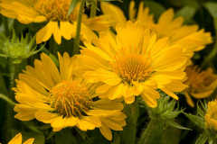 Gaillardia-Lunar-Honey-Moon