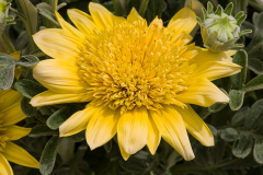 Gazania-Sterling-Silver-Yellow1