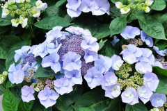 HYDRANGEA-FREELY-BLUE