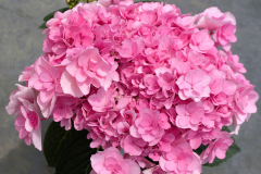 HYDRANGEA-Game-Changer-Pink-Burst-1