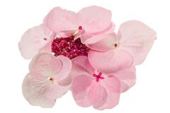 Hydrangea-Game-Changer-Giant-Pink-62-1