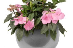 Hydrangea-Game-Changer-Pink-
