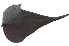Ipomoea-Sweet-Georgia-Black-Maple-Leaf