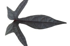 Ipomoea-Sweet-Georgia-Deep-Purple